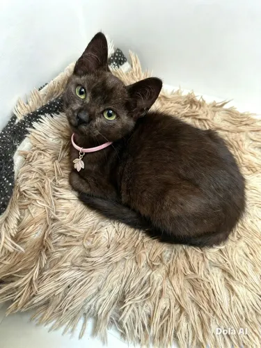 Gatinhas para adoção responsável