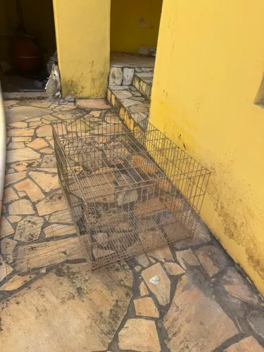GAIOLAS PARA CRIAÇÃO DE COELHOES