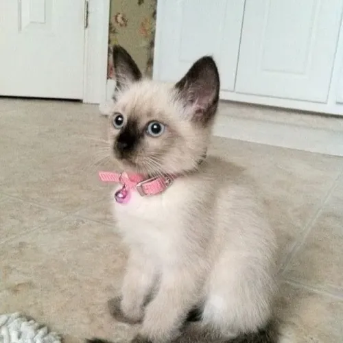 Siamês Filhotes