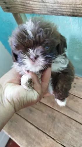 Filhotes de Shih Tzu mini desmamados 60 dia