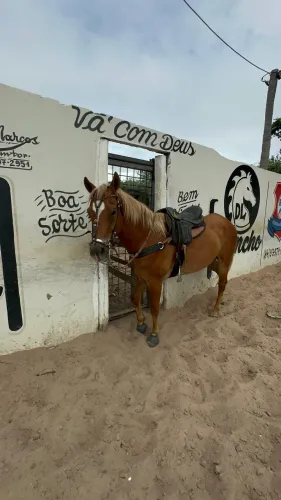 Cavalo de Vaquejada de Direita