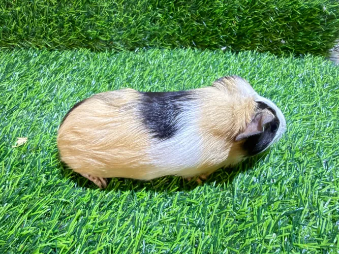 Filhotes de Porquinho da Índia 