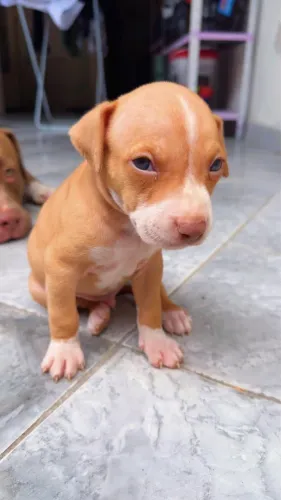 Pit bull com american bull 