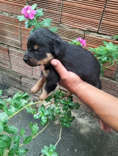 Cachorro puro