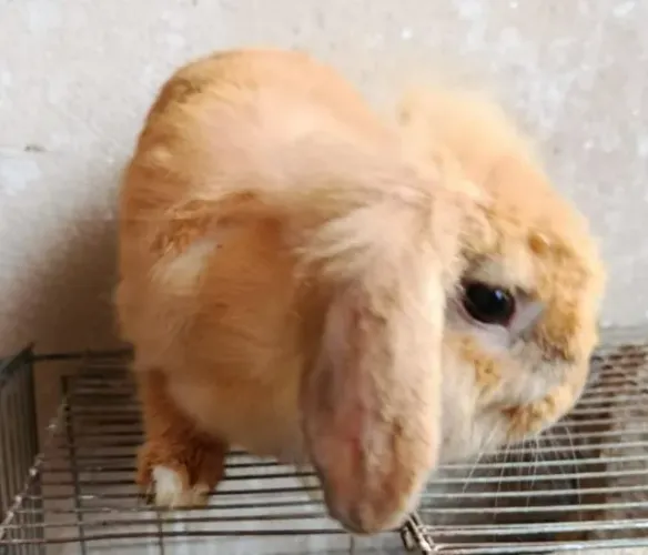 VENDO COELHO RAÇA MINI LOOP