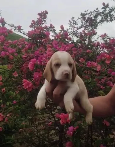 Beagle lindos filhotes prontos para nova família