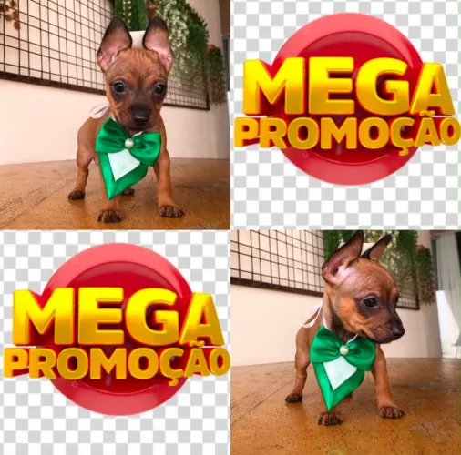 Promoção pincher macho