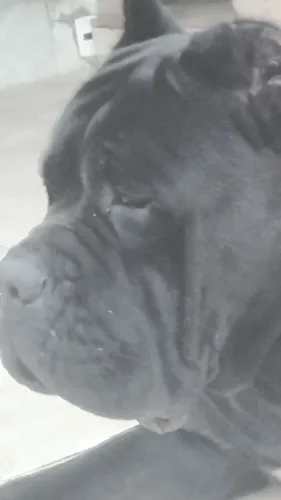 Cane Corso - Filhotes disponível em novembro 