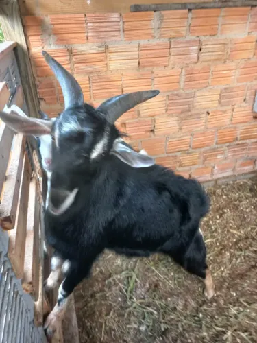 Cabrito