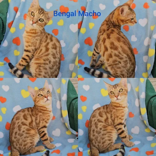 Bengal Filhotes - Gatil BSB Cat