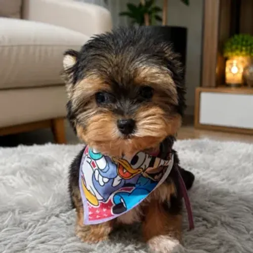 Yorkshire Mini Machinho - Pronta Entrega