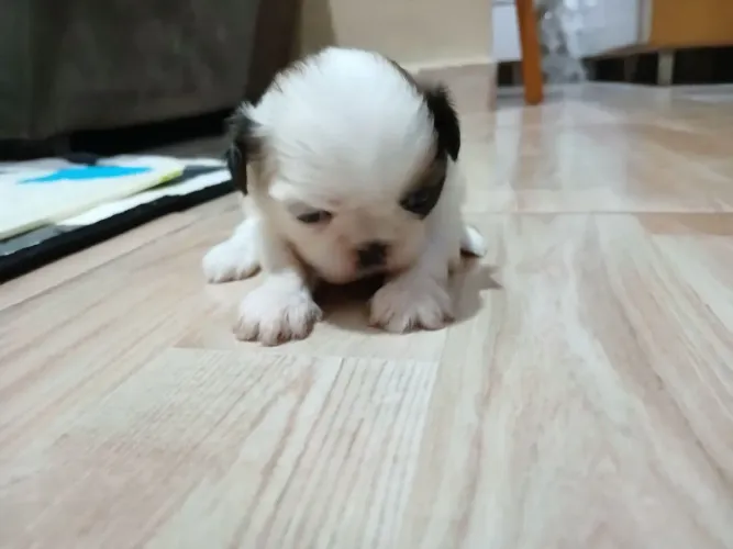 VENDO FILHOTES DE SHIH-TZU TRICOLOR RAÇA PURA 