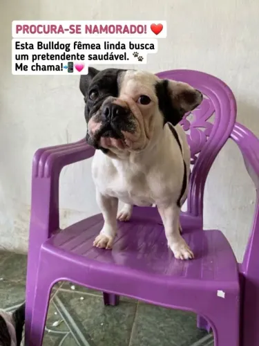 Bulldog francês fêmea