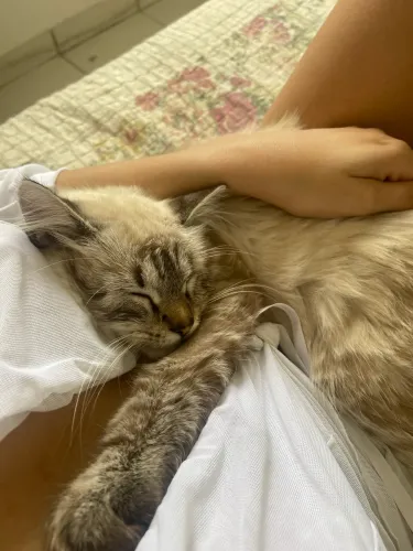 doação gatinha