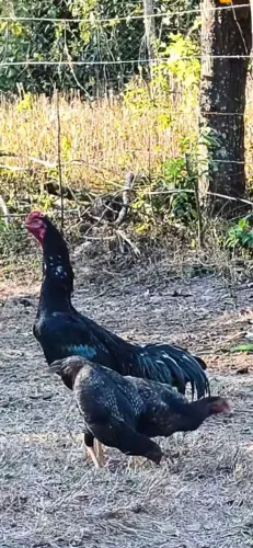 Galo índio.