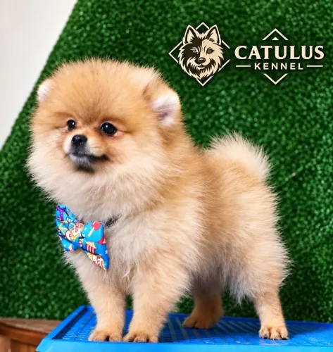 SPITZ ALEMÃO ? LULU DA POMERÂNIA | LINHAGEM PREMIUM