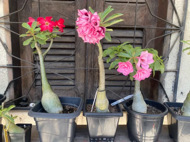 Trio de flor do deserto 