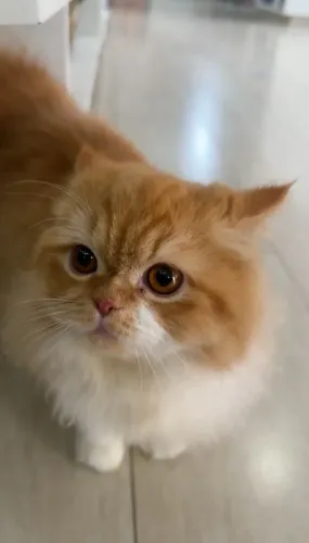 Gata Persa