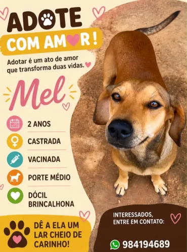 Mel está disponível para adoção responsável