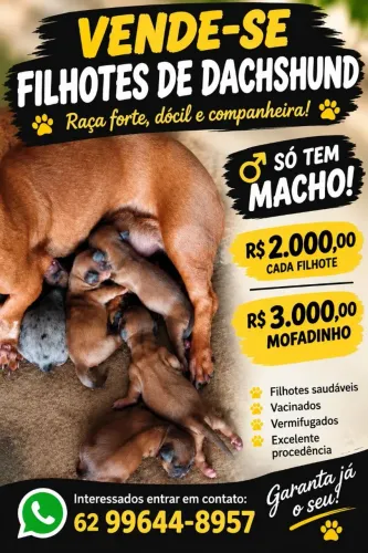 Filhotes de "Dachshund" cofape
