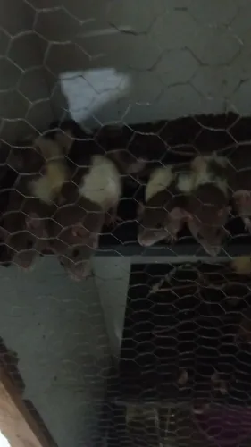 Ratos twister para adoção 
