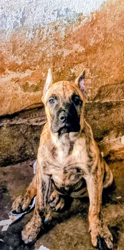 CÃO PRESA CANÁRIO DE VERDADE 