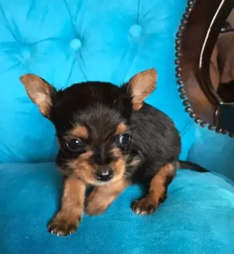 Yorkshire com pinscher disponível