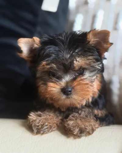 Yorkshire MACHINHO disponível pra sua família acessível e apaixonante
