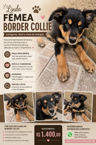 Boder colie fêmea 