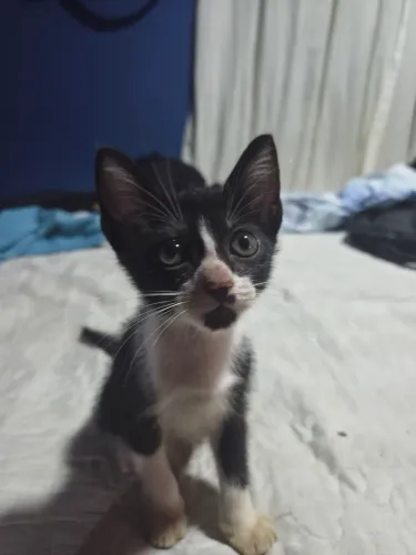 Gata frajola, 2 meses 