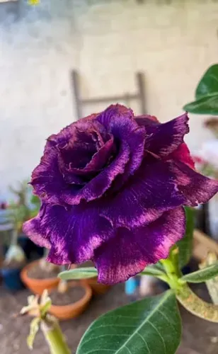 Rosa do deserto Dandara flor escura