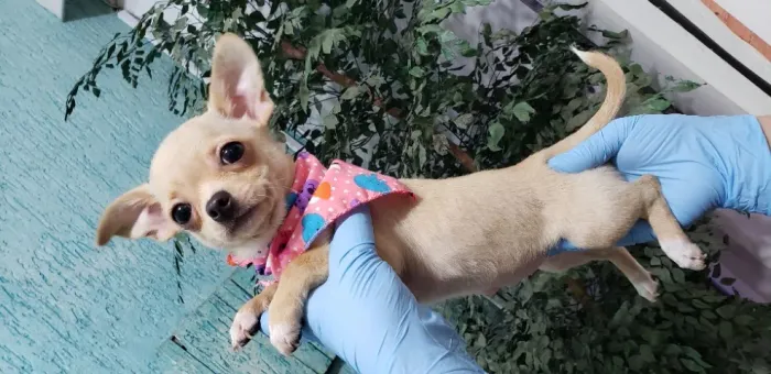 Chihuahua Pequeno Creme Fêmea - Compacta, Brincalhona e Muito Meiga! 