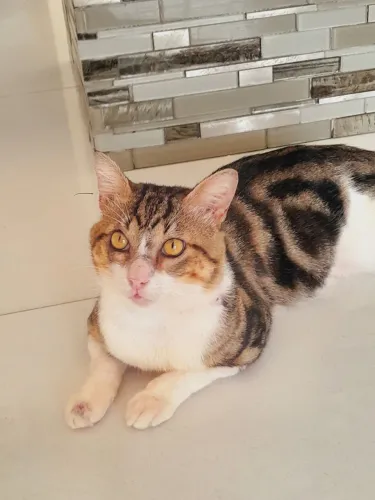 Gato castrado p/ doação. 