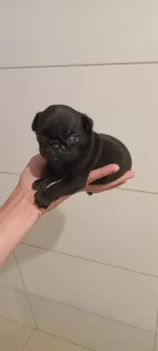 Filhote Pug, Seu melhor amigo peludo pode estar aqui!