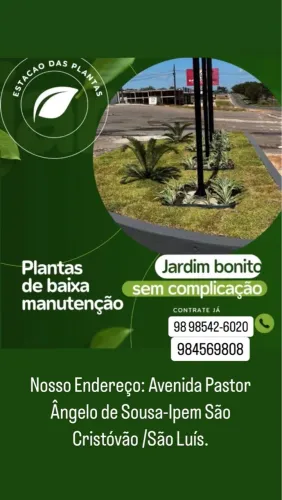Promoção grama e serviços, plantas ornamentais 