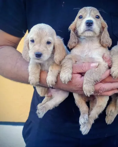 bbs do filme a dama e o vagabundo