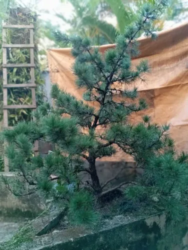Pinheiro negro ( kuro matsu e aka matsu) Acer palmatum.