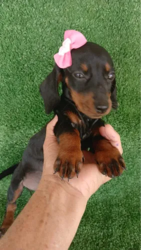 Dachshund Miniatura - Fêmea e Macho Preto com Canela