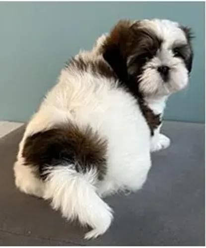 Shih-Tzu Fêmea Tricolor: Amor e Fofura em Cada Momento!