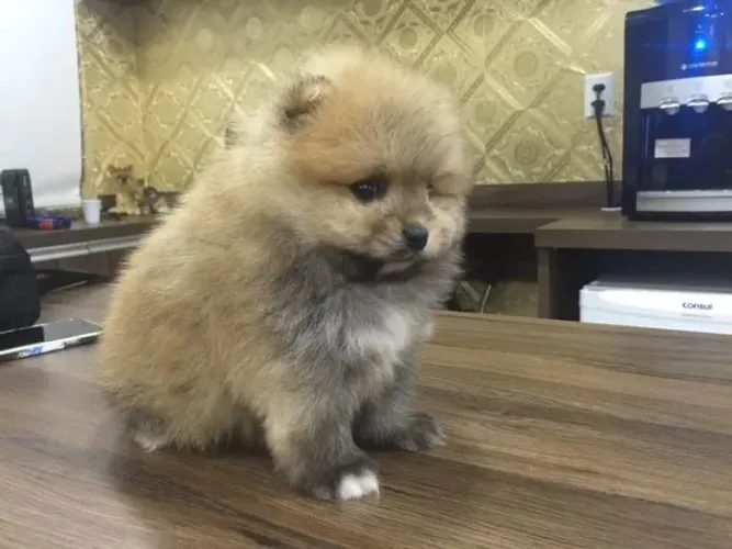 Fêmea de Spitz Alemão fêmea na cor laranja com 49 dias possui pedigree e vacina 