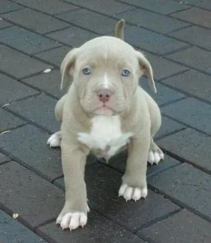 Filhote de Pitbull - Pelagem Clara e Olhos Azuis