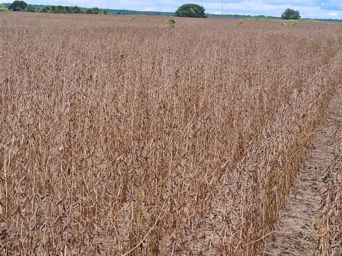 Fazenda de arrendamento 4.500hec em santa Maria das barreiras PA. Grade na descrição 