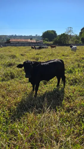 Mini vaca / criação especializada