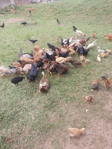 Vende se galinhas caipiras