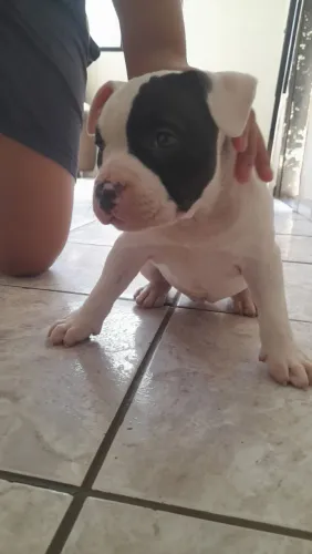 American bully fêmea poket