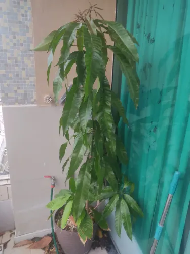 Frutíferas em vasos