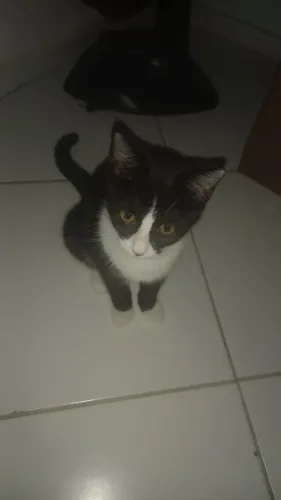 Doação de gata filhote