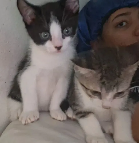 Doa-se lindos filhos de gatinhos eles estão cim 70 dias 