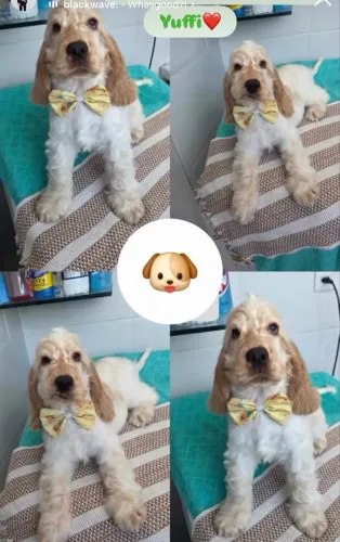 Cachorro filhote Cocker Spaniel (Macho)