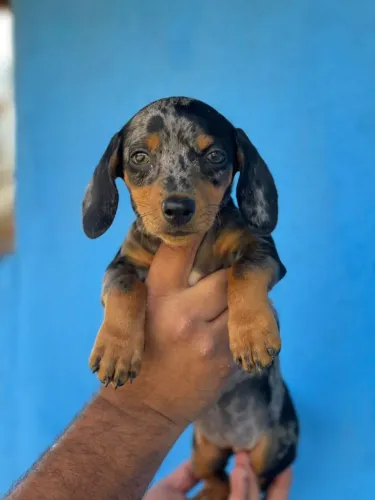 Filhotes Dachshund prontos pra alegrar sua família